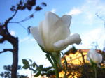 �����m�[�g